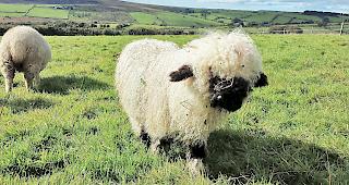 Ein Schwarznasenschaf in England