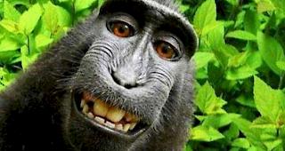 Selbstgeschossenes Foto des Makaken Naruto