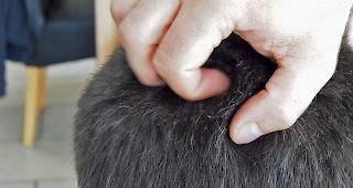 Im Gegensatz zu fr&uuml;her kommen L&auml;use heutzutage das ganze Jahr &uuml;ber in den Haaren vor.