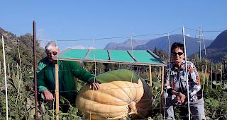 Therese und Hubert Schmid sind leidenschaftliche K&uuml;rbisg&auml;rtner. Auch in diesem Jahr konnte das Ehepaar aus Ausserberg ein wahres Prachtexemplar ziehen. 