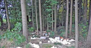 Kaum Vorschriften. In einem Thurgauer Wald ausgesetzte H&uuml;hner (Symbolbild).