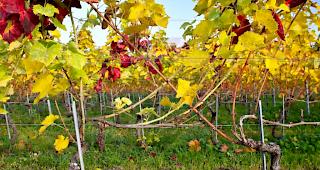 Was sch&ouml;n aussieht, ist f&uuml;r Reben lebensgef&auml;hrlich: Die Goldgelbe Vergilbung ist im Jahr 2016 erstmals im Wallis aufgetaucht. 