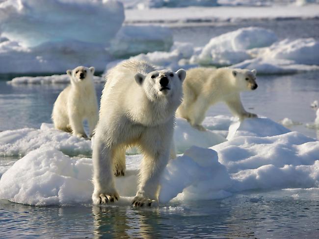 Durch den Klimawandel verlängern sich für die Eisbären in der Arktis mit den eisfreien Zeiten auch die Hungerperioden. (Archivbild)