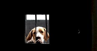 Hundeleben. Im Kanton Wallis mehren sich Meldungen zu nicht tiergerechter Haltung von Hunden in Zwingern. (Foto: keystone)