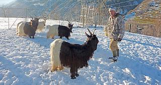 Viel Bewegungsfreiheit f&uuml;r Edwin Zeiters Schwarzhalsziegen, selbst im Schnee.