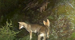 Ein dritter Jungwolf ist in steilem Gel&auml;nde abgest&uuml;rzt. (Archivbild)