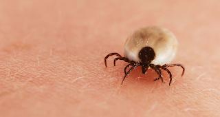 Von Januar bis Juli 2019 wurden generell weniger Zeckenbisse festgestellt. (Archivbild)