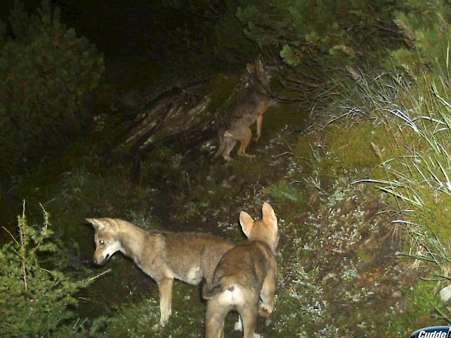 Die vom Bündner Amt für Jagd und Fischerei im Spätsommer 2014 veröffentlichten Bilder aus einer Fotofalle zeigen Wolfswelpen aus dem Calanda-Rudel. (Archiv)