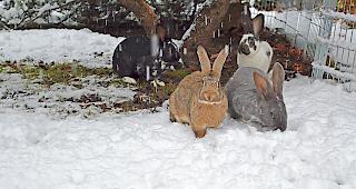 Eine Gruppe von gesund gepflegten Kaninchen, welche auf einen neuen Halter warten.