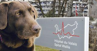 Auch wenn keine Tiere erlaubt sind &ndash; das SZO hilft bei der Versorgung von Haustieren.