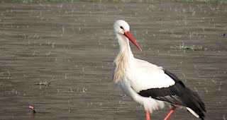 Auf seiner Zugroute hat sich ein Weissstorch bei einer Wasserlache auf einem Feld in Gampel eine Pause geg&ouml;nnt. 