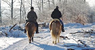 Die Hinterlassenschaft von Pferden sorgt in Susten f&uuml;r Aufregung.