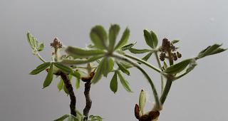 Natur versus Städteplanung.