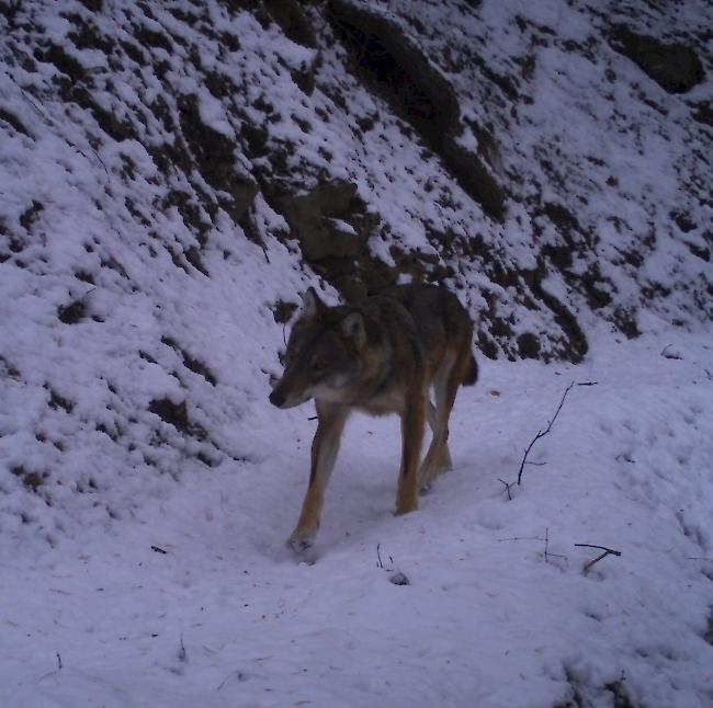 Im Rahmen des diesjährigen Wintermonitorings der Dienststelle für Jagd, Fischerei und Wildtiere tappten verschiedene Wölfe in die von der Wildhut installierten Fotofallen.