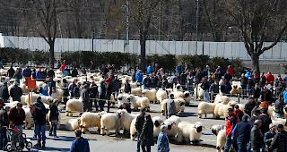 Ab 11.45 Uhr konnten sich die Besucherinnen und Besucher die Widder genauer ansehen. 