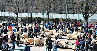 F&uuml;r Jung und Alt. Nachdem gegen 11.45 Uhr alle Widder von den Experten beurteilt worden waren, durften sich alle Anwesenden die Tiere genauer ansehen und sich ihr eigenes Urteil bilden.  