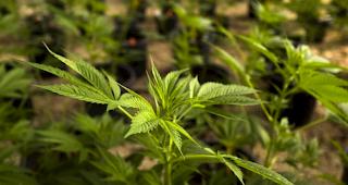 Die Gesundheitskommission des Nationalrates (SGK) will keine Versuche zur kontrollierten Abgabe von Cannabis f&uuml;r Genusszwecke erm&ouml;glichen. Sie hat sich gegen einen Experimentierartikel ausgesprochen.
f