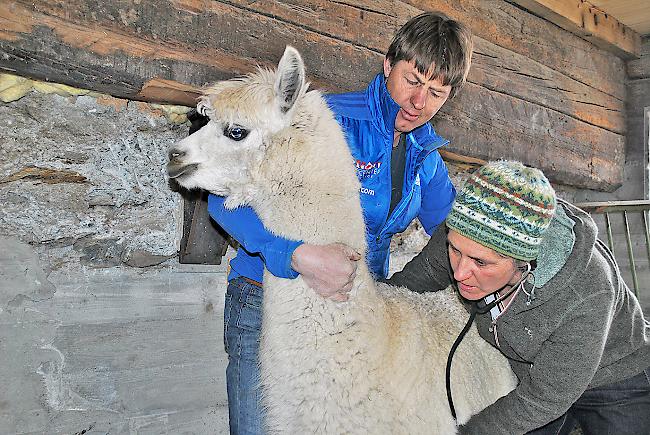 Auch die Alpakas von Konsti und Ursula Imboden aus Täsch hat Tierärztin Natascha Biner schon erfolgreich homöopathisch gegen Durchfall behandelt.