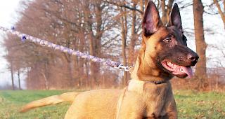Geh&ouml;rt ein Malinois immer an die Leine? Die Meinungen sind unterschiedlich.