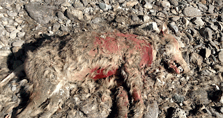 Niedergestreckter Wolf in Raron.