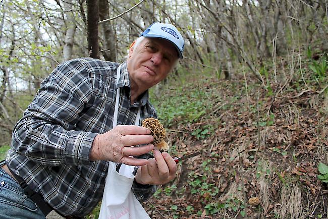Der 78-jährige Anthamatten ist ein passionierter Pilzsammler. 