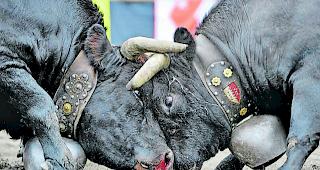 Aug in Aug. Diese zwei schenken sich keinen Zentimeter.