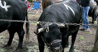 &laquo;Fr&eacute;gate&raquo; von Patrick Perroud aus Oulens, die den Titel &laquo;Reine des Reines&raquo; zweimal in Folge (2014 und 2015) gewinnen konnte, wartet in Aproz auf ihren Einsatz. Ob sie den Titel verteidigen kann, ist noch offen.