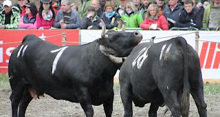 &laquo;Fr&eacute;gate&raquo; vom Waadtl&auml;nder Patrick Perroud im Kampf gegen &laquo;Scharbo&raquo; aus der Stallung der Geschwister Zurbirggen in Saas-Grund.