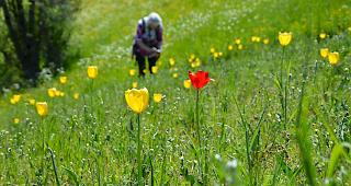 Die rote Form der Grengjer-Tulpe mit purpurfarbenen Staubbeuteln.