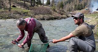 ​Bonne Voyage. Stefan K&ouml;nig (links) und Thomas Tscherry vom Fischerverein Leuk entlassen bei Blumatt im Turtmanntal eine Bachforelle in die Turtm&auml;nna.