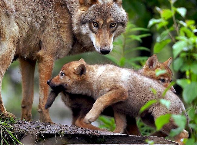 Die Gruppe Wolf Schweiz vermutet Welpen in der Augsbordregion.