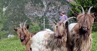 Mit verwegener Frisur taxieren drei noch junge Kupferhalsziegen den Neuling auf der Weide. 