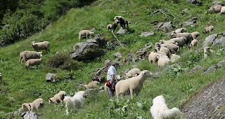 Kontrollgang. Alpchef Ren&eacute; Bregy l&auml;uft mit zwei der vier Herdenschutzhunden die 500-k&ouml;pfige Schafherde im Turtmanntal ab. 
