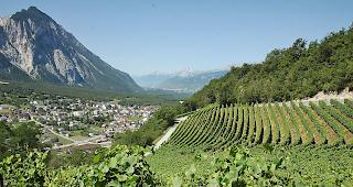 Die Zikaden &ndash; eine Insektenart &ndash; k&ouml;nnten auch die Walliser Rebberge gef&auml;hrden.