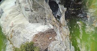 Der verlassene Horst des Fieschertaler Adlerpaars &ndash; Pro Natura ist emp&ouml;rt.