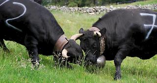 Auf der Tschorralp konnten sich die Zuschauer heute an einigen heissen Duellen erfreuen.