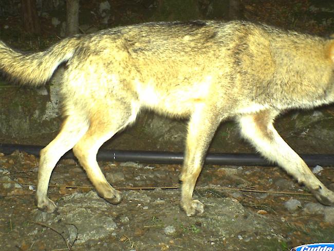 Der zum Abschuss freigegebene Wolf mit der Bezeichnung M68 tappte im April in Seelisberg in eine Fotofalle. Bei dem Tier handelt es sich um einen aus Italien eingewanderten Rüden, der vorher noch nie in der Schweiz aufgetaucht war.