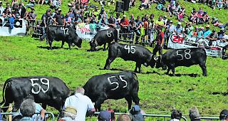 Eindr&uuml;ckliches Schauspiel. Auf rund 2000 Meter &uuml;ber Meer in der &laquo;Chiematte&raquo; schenkten sich die kampflustigen Eringer nichts: Hier der besonders packende Kampf der Rinder mit zwei der drei sp&auml;teren Siegerinnen &laquo;Lobes&raquo; mit der 42 und &laquo;Cantara&raquo; mit der 58.  