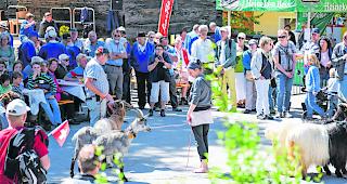 Im Mittelpunkt. In der Ziegenshow dreht sich alles um die Tiere.  