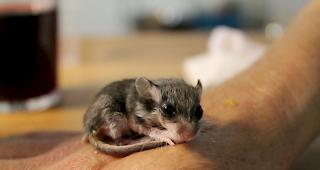 Der Gartenschl&auml;fer geniesst die Aufmerksamkeit.