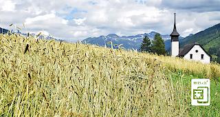 Auf dem Ritzingerfeld werden wieder Roggen und Kartoffeln angepflanzt. Mit positiven Effekten auf Fauna und Flora.