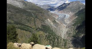 In Einerkolonne &laquo;marschierten&raquo; die Schafe ein.