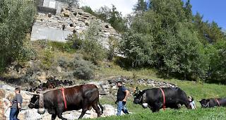 Impressionen vom Alpabzug der Alpe Pletschen. 