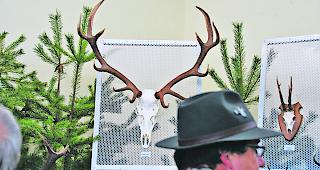 J&auml;ger oder Gejagter? An der Verhandlung am Bezirksgericht Leuk - Westlich Raron gings nicht um eine Troph&auml;e eines erlegten Tiers, sondern um die vermeintliche Schussabgabe auf einen jungen Hirsch ins Banngebiet. 