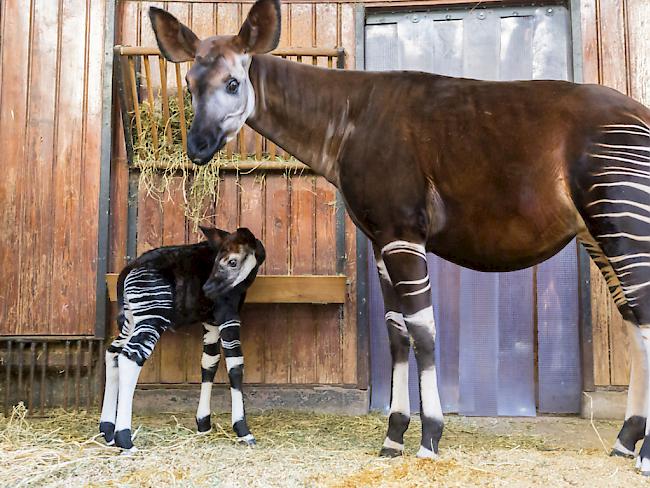 Zehn Tage alt und schon 35 Kilo schwer ist das Okapi-Kind Nuru im Basler "Zolli".