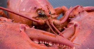 Hummer sollen in Zukunft vor dem Kochen bet&auml;ubt werden m&uuml;ssen. (Archivbild)