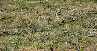 Im vergangenen Jahr hat ein Wachtelk&ouml;nig im Simplongebiet erfolgreich gebr&uuml;tet. So weit sollte es heuer in B&uuml;rchen nicht kommen. 