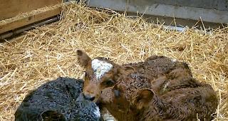 Erblickten am Montagabend das Licht der Welt: die drei noch namenlosen Evol&egrave;ner-K&auml;lbchen. 