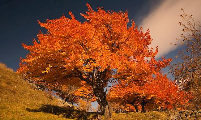 Eindrücklich. Ein Kirschbaum im Herbstkleid.