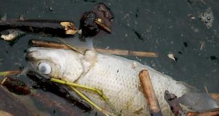 Hunderte Fische sind in einem Waadtl&auml;nder Bach verendet, weil chlorhaltige Reinigungsprodukte ins Wasser gelangt waren.